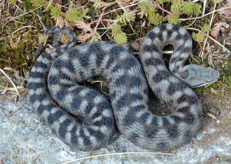 Vipera berus, post-parto